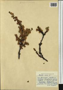 Betula nana L., Western Europe (EUR) (Norway)