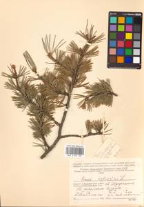 Pinus sylvestris L., Eastern Europe, Northern region (E1) (Russia)