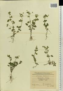 Medicago lupulina L., Eastern Europe, North Ukrainian region (E11) (Ukraine)