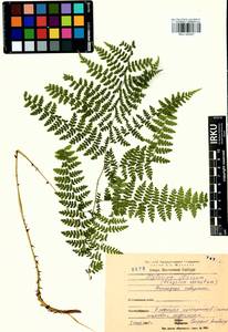 Diplazium sibiricum (Turcz. ex Kunze) Sa.Kurata, Siberia, Baikal & Transbaikal region (S4) (Russia)