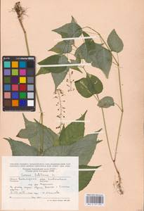 Circaea lutetiana L., Eastern Europe, Central region (E4) (Russia)