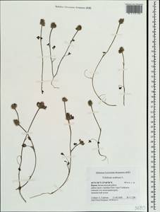 Trifolium scabrum L., Crimea (KRYM) (Russia)