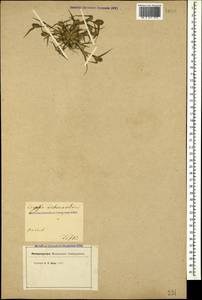 Sporobolus schoenoides (L.) P.M.Peterson, Caucasus, Georgia (K4) (Georgia)