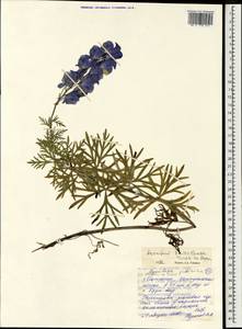Aconitum ambiguum subsp. baicalense (Turcz. ex Rapaics) Vorosch., Mongolia (MONG) (Mongolia)