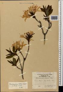 Rhododendron luteum Sweet, Caucasus, South Ossetia (K4b) (South Ossetia)