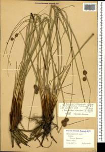 Scirpoides holoschoenus (L.) Soják, Caucasus, Krasnodar Krai & Adygea (K1a) (Russia)