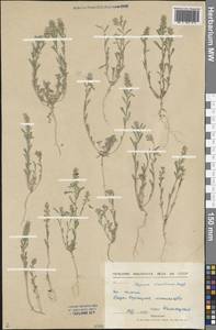 Alyssum turkestanicum Regel & Schmalh. ex Regel, Siberia, Altai & Sayany Mountains (S2) (Russia)