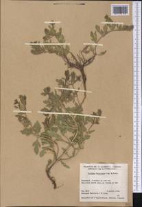 Verbena bracteata Cav. ex Lag. & Rodr., America (AMER) (Canada)