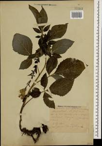Klasea quinquefolia (Willd.) Greuter & Wagenitz, Caucasus, Dagestan (K2) (Russia)
