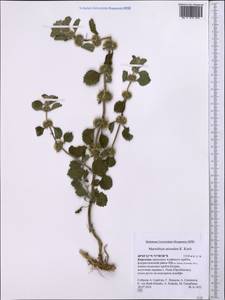 Marrubium anisodon K.Koch, Middle Asia, Pamir & Pamiro-Alai (M2) (Kyrgyzstan)