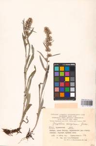 Omalotheca norvegica (Gunnerus) Sch. Bip. & F. W. Schultz, Eastern Europe, Northern region (E1) (Russia)