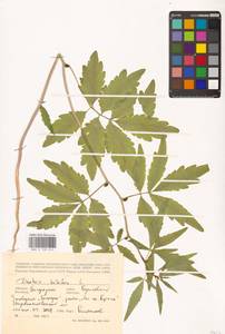 Cardamine bulbifera (L.) Crantz, Eastern Europe, Central forest-and-steppe region (E6) (Russia)