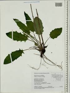 Hieracium subpellucidum (Norrl.) Norrl., Eastern Europe, Central region (E4) (Russia)