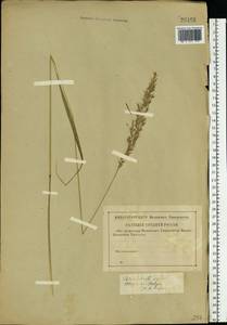 Calamagrostis arundinacea (L.) Roth, Eastern Europe, North-Western region (E2) (Russia)