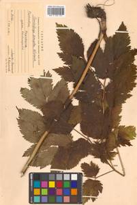 Actaea simplex (DC.) Wormsk. ex Fisch. & C. A. Mey., Siberia, Chukotka & Kamchatka (S7) (Russia)