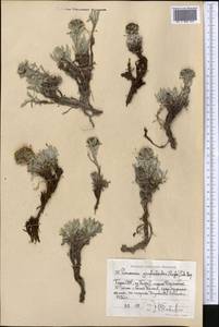 Saussurea gnaphalodes (Royle) Sch. Bip., Middle Asia, Pamir & Pamiro-Alai (M2) (Tajikistan)