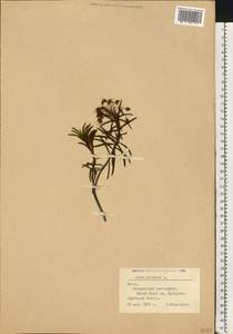 Rhododendron tomentosum (Stokes) Harmaja, Eastern Europe, Lithuania (E2a) (Lithuania)