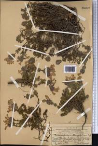 Dracocephalum oblongifolium Regel, Middle Asia, Western Tian Shan & Karatau (M3) (Kazakhstan)