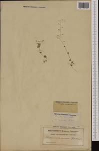 Drabella muralis (L.) Fourr., Western Europe (EUR) (France)