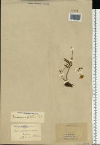 Ranunculus pedatus Waldst. & Kit., Eastern Europe, Eastern region (E10) (Russia)