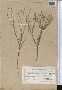 Diarthron vesiculosum (Fisch. & C. A. Mey.) C. A. Mey., Middle Asia, Muyunkumy, Balkhash & Betpak-Dala (M9) (Kazakhstan)