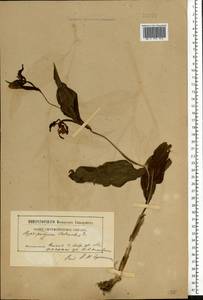 Cypripedium calceolus L., Eastern Europe, Northern region (E1) (Russia)