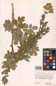 Thalictrum flavum L., Eastern Europe, Lower Volga region (E9) (Russia)