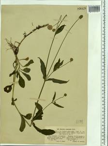 Succisella inflexa (Kluk) Beck, Eastern Europe, North Ukrainian region (E11) (Ukraine)