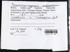 Pseudohygrohypnum subarcticum Fedosov & Ignatova, Bryophytes, Bryophytes - Krasnoyarsk Krai, Tyva & Khakassia (B17) (Russia)