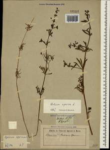 Galium aparine L., Crimea (KRYM) (Russia)
