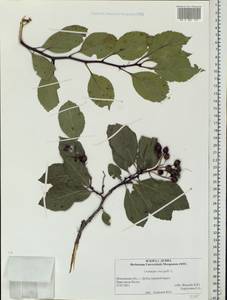 Crataegus crus-galli L., Eastern Europe, Moscow region (E4a) (Russia)
