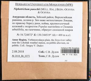 Niphotrichum panschii (Müll. Hal.) Bedn.-Ochyra & Ochyra, Bryophytes, Bryophytes - Russian Far East (excl. Chukotka & Kamchatka) (B20) (Russia)