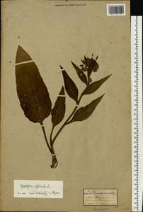 Symphytum officinale L., Eastern Europe, Moldova (E13a) (Moldova)
