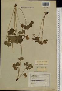 Aquilegia sibirica Lam., Siberia, Baikal & Transbaikal region (S4) (Russia)