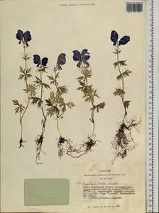 Aconitum paskoi Vorosch., Siberia, Altai & Sayany Mountains (S2) (Russia)