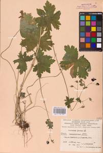 Geranium phaeum L., Eastern Europe, West Ukrainian region (E13) (Ukraine)