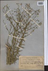 Linum violascens Bunge, Middle Asia, Western Tian Shan & Karatau (M3) (Kazakhstan)