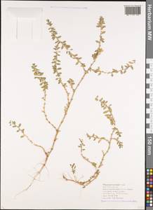 Polygonum mesembricum Chrtek, Caucasus, Krasnodar Krai & Adygea (K1a) (Russia)