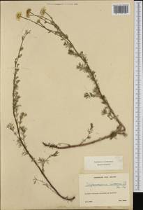 Tripleurospermum inodorum (L.) Sch.-Bip, Western Europe (EUR) (France)