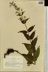 Nepeta sibirica L., Siberia, Altai & Sayany Mountains (S2) (Russia)