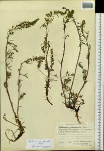Artemisia borealis Pall., Siberia, Baikal & Transbaikal region (S4) (Russia)