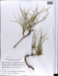 Ephedra distachya L., Eastern Europe, Middle Volga region (E8) (Russia)