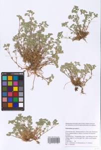 Scleranthus perennis L., Eastern Europe, Western region (E3) (Russia)