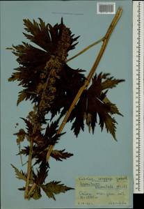 Aconitum orientale Mill., Caucasus, Krasnodar Krai & Adygea (K1a) (Russia)