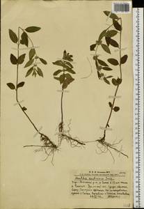 Mentha arvensis L., Siberia, Altai & Sayany Mountains (S2) (Russia)