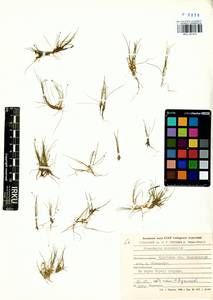 Eleocharis acicularis (L.) Roem. & Schult., Siberia, Baikal & Transbaikal region (S4) (Russia)