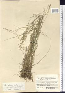 Poa glauca subsp. glauca, Siberia, Baikal & Transbaikal region (S4) (Russia)