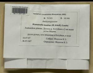 Sarmentypnum tundrae (Arnell) Hedenäs, Bryophytes, Bryophytes - Krasnoyarsk Krai, Tyva & Khakassia (B17) (Russia)