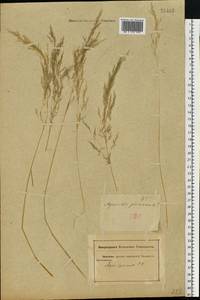 Apera spica-venti (L.) P.Beauv., Eastern Europe, Rostov Oblast (E12a) (Russia)