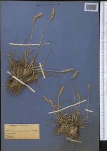 Kengyilia batalinii (Krasn.) J.L.Yang, C.Yen & B.R.Baum, Middle Asia, Pamir & Pamiro-Alai (M2) (Tajikistan)